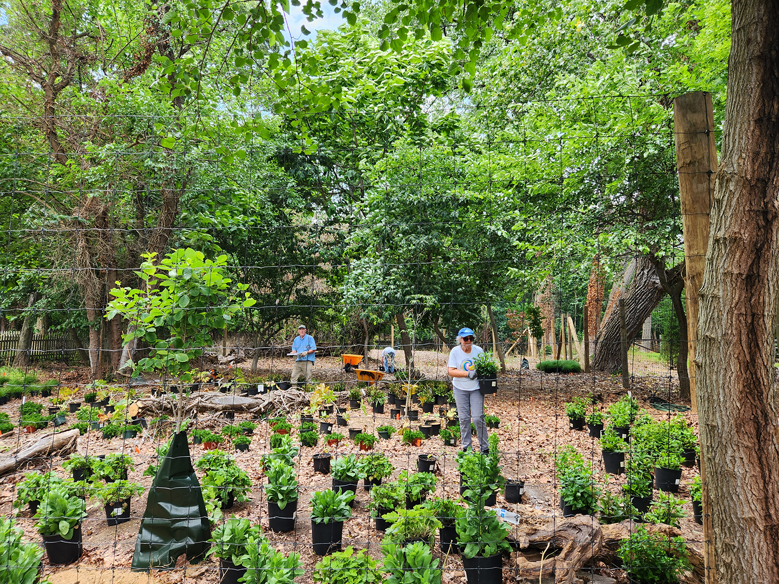 Volunteers plant green foliage at MCF's pollinator garden, surrounded by lush forest under a blue sky. 