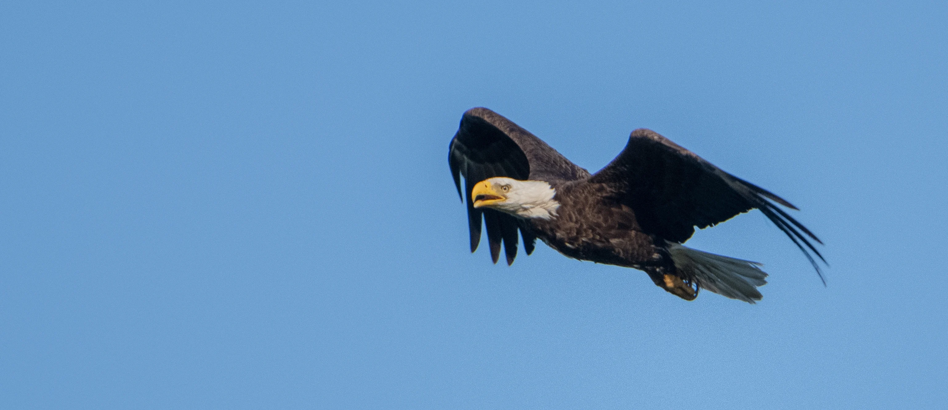 A bald eagle soars across a cloudless blue sky, eyes peeled for prey on the ground.