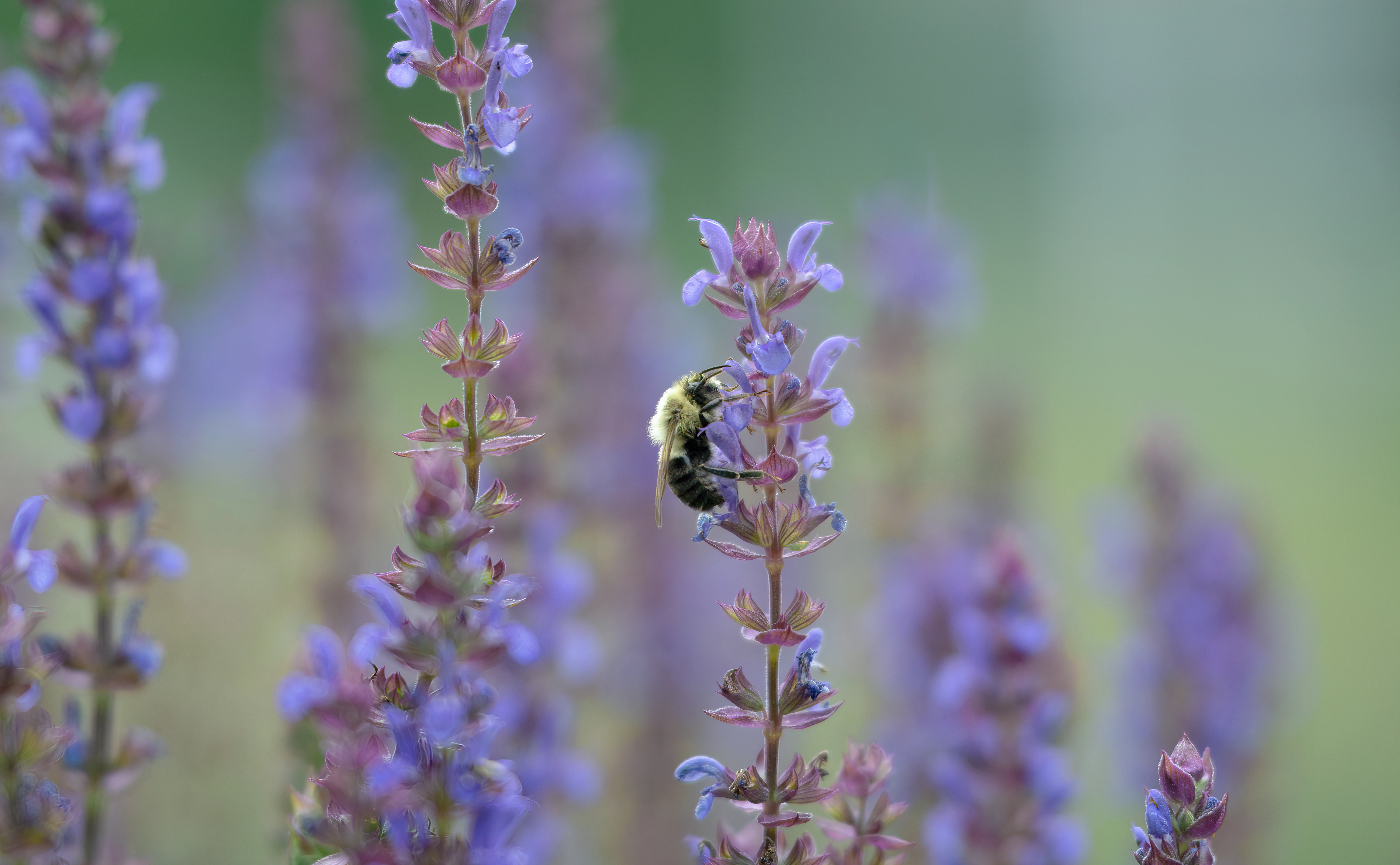 A fluffy yellow bumble bee rests on a flowering stalk of lavender, with a green meadow behind.